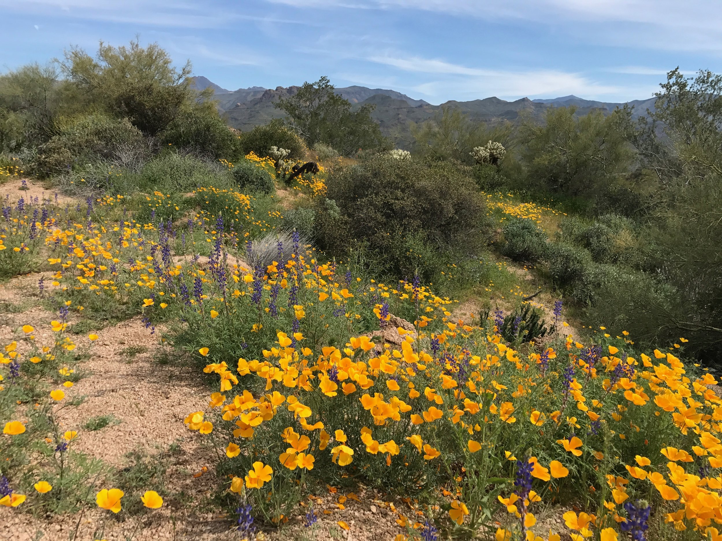 Scottsdale Artists' School: Lessons in New Impressionism