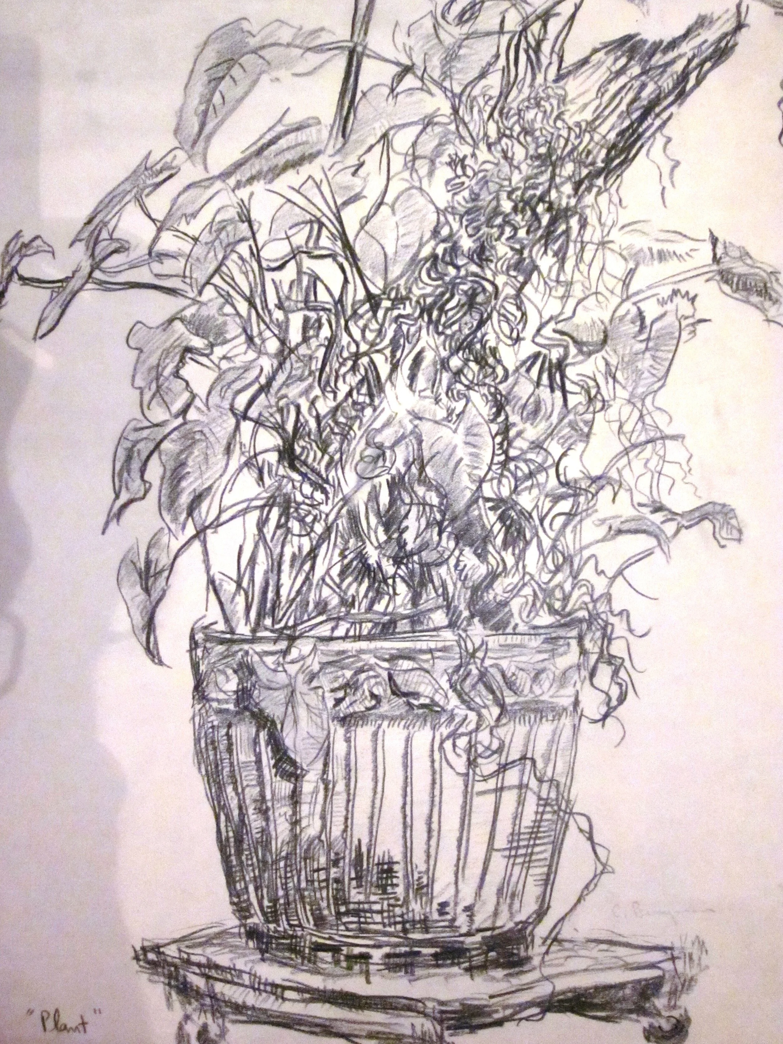 123- Invasive Plant, University of Alabama, pencil.JPG
