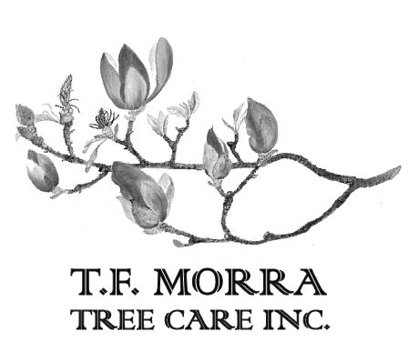 TF Morra Tree Care, Inc.