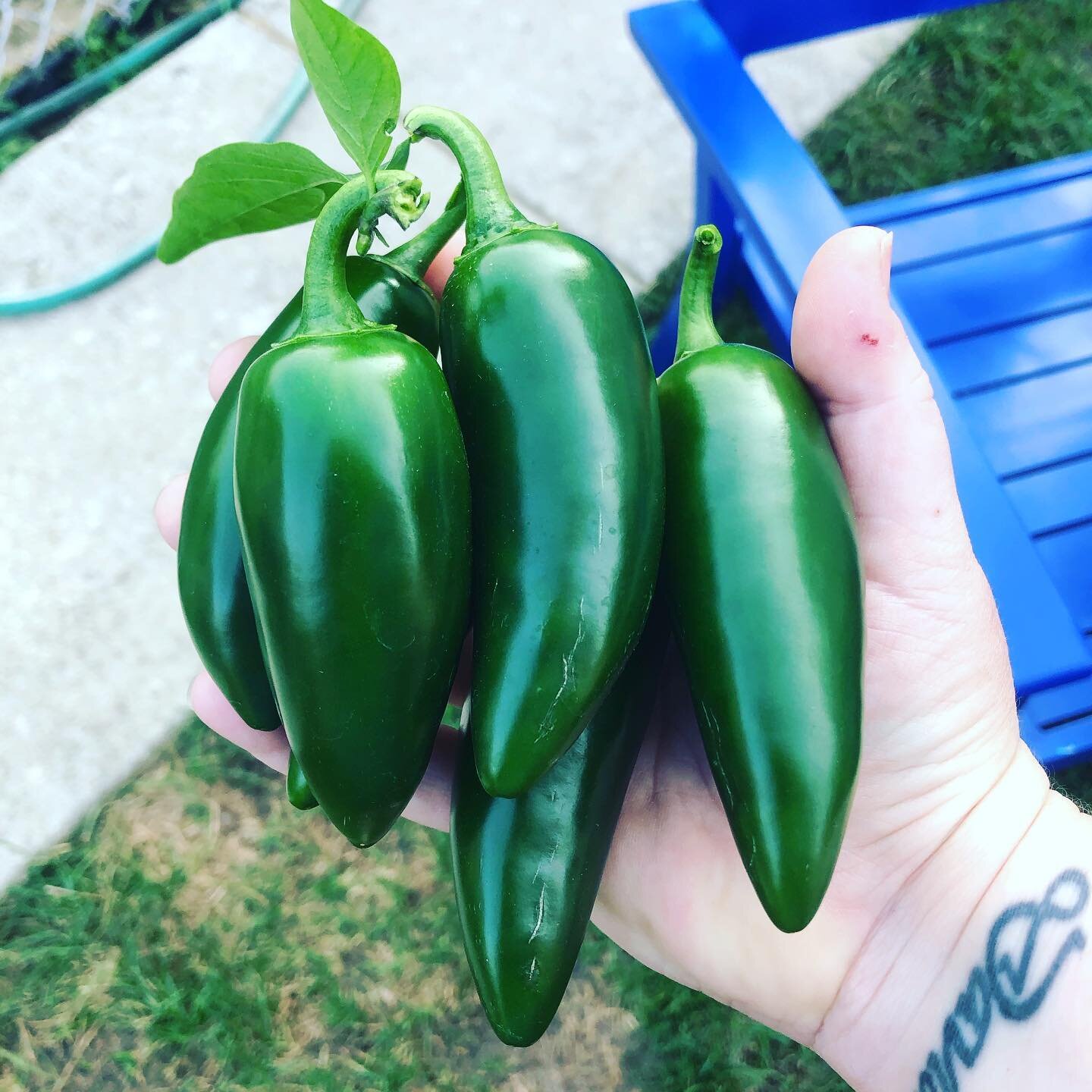 &ldquo;Do y&rsquo;all like spicy? I have way too many jalape&ntilde;os growing - take what you want!&rdquo; -Our Great Neighbor 🔥 #weleftherone #whoops #therearemorecomingin #welleatthosetoo #jalape&ntilde;o