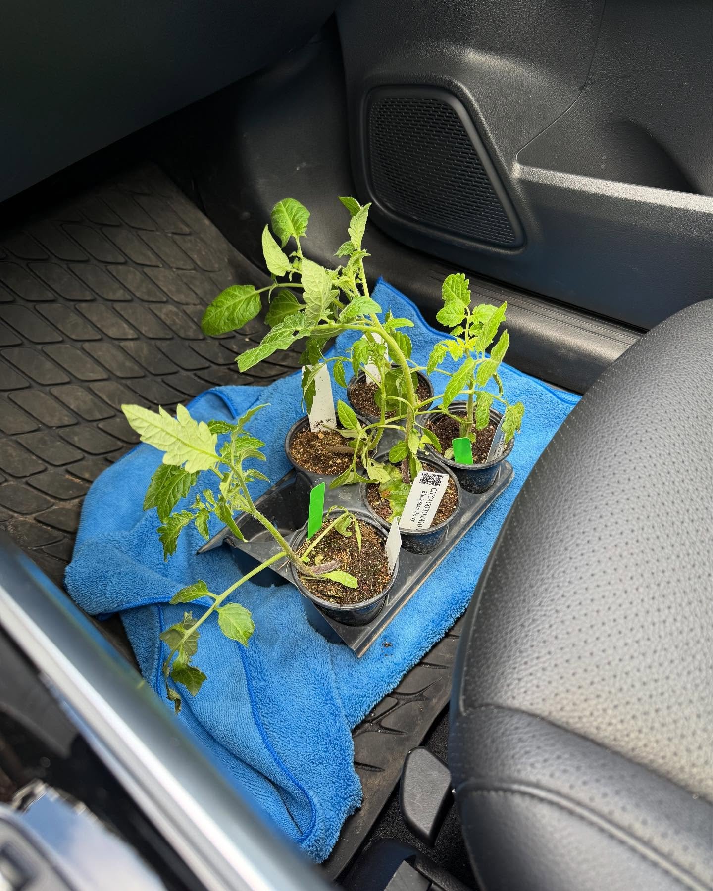 Getting our tomatoes from the @chicagotomatoman into the ground this weekend! The beds are cleared. The coffee grounds have been sprinkled. The netting is being purchased (to keep the bunnies out!) Weather finally seems ready to cooperate? Let&rsquo;