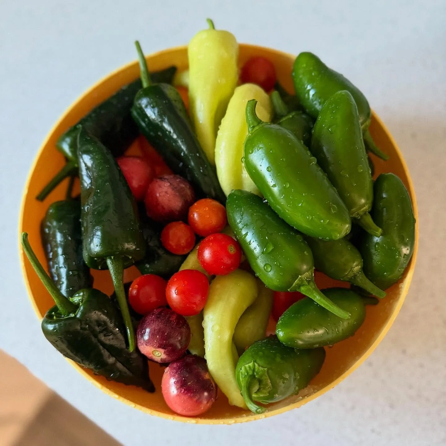 We took this bowl to the garden empty&hellip; 🌶️🫑🥵#harvesttime #peppersfordays