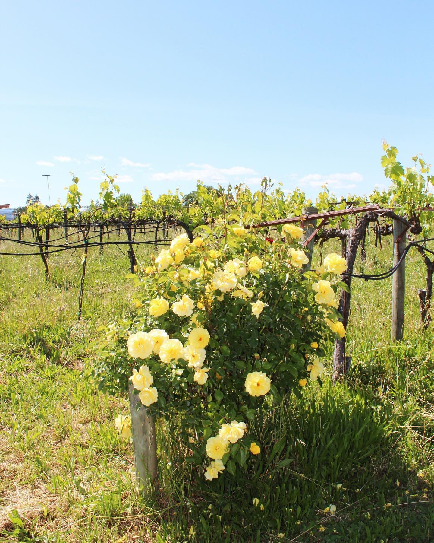 Working with Mother Nature - Our greatest privilege! 🌱

#bailarincellars #whatmakesyoudance #winery #cawine #sonomacounty #sacramento