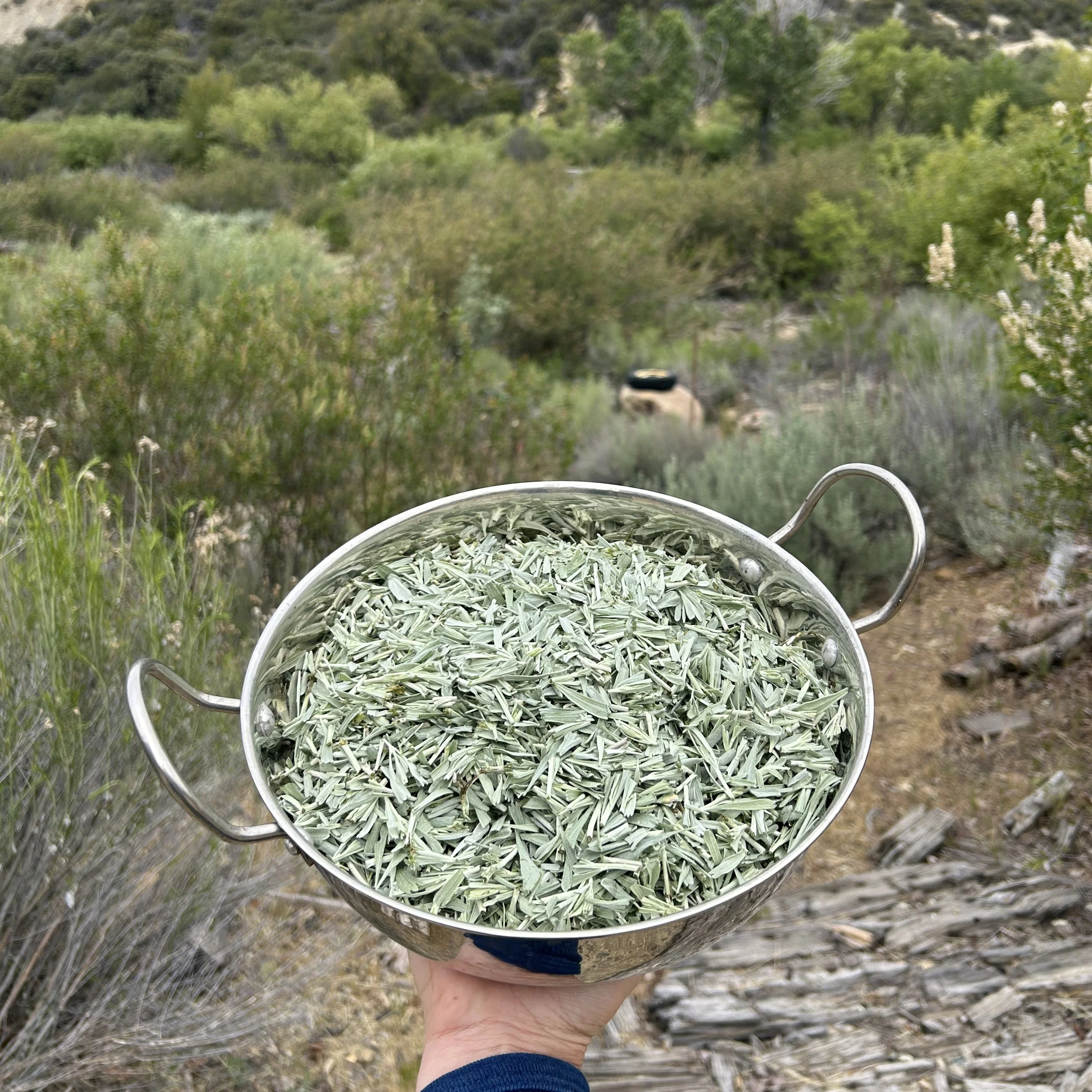 Sagebrush1SQ.jpg