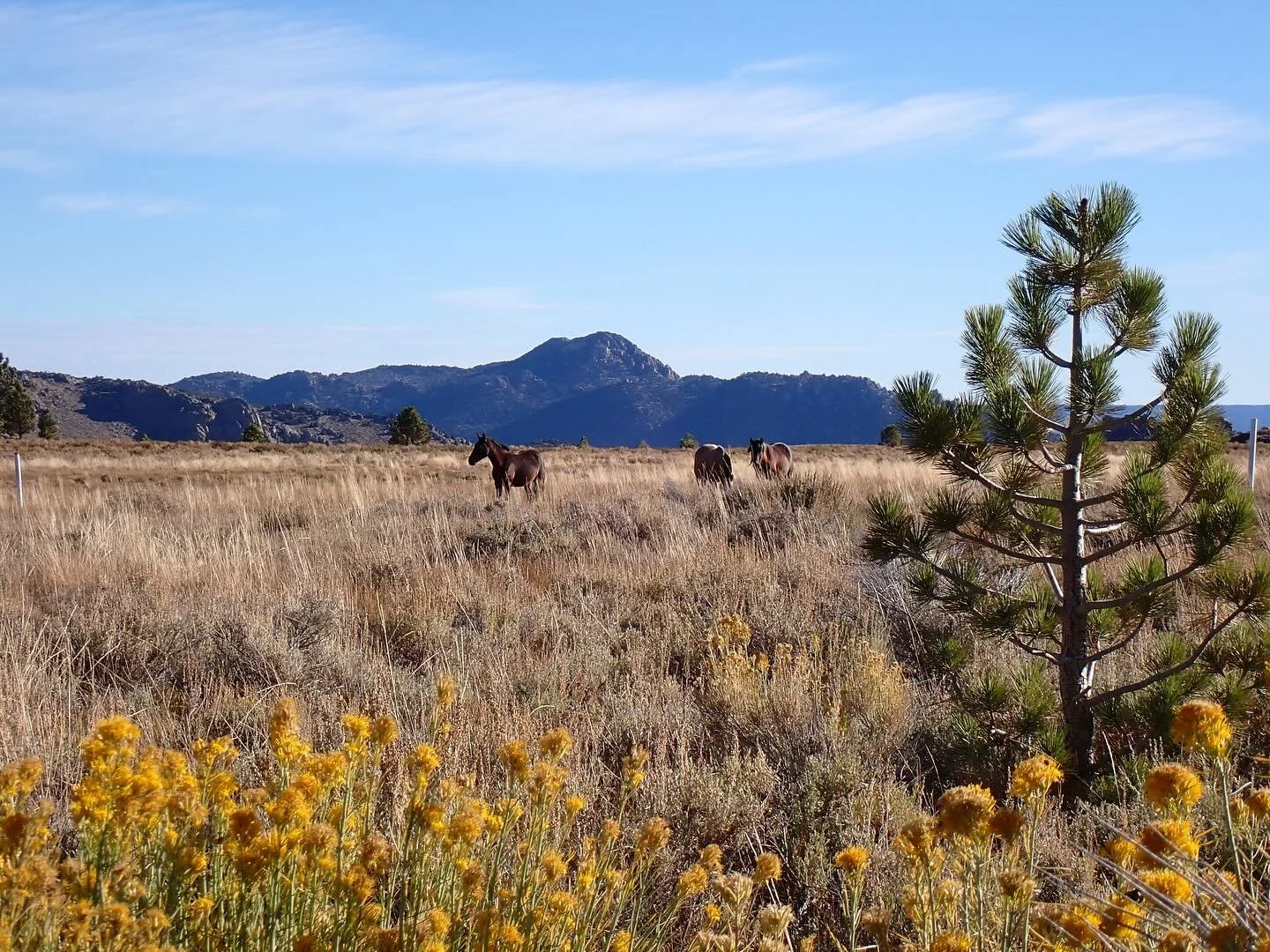 New on the Dyer&rsquo;s Almanac: a look at fall color in the dye pot and on the Californian landscape. 

Find it where the Almanac can always be found. (If you don&rsquo;t know where that is, just ask!)