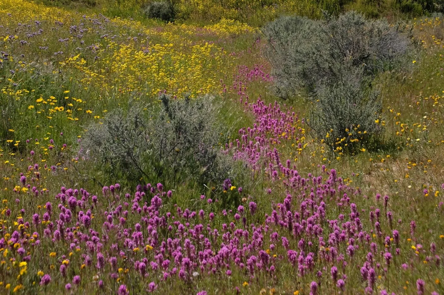 Carrizo Plain, shaping me 〰️ A new essay, Notes on Flourishing, now on my Substack 〰️