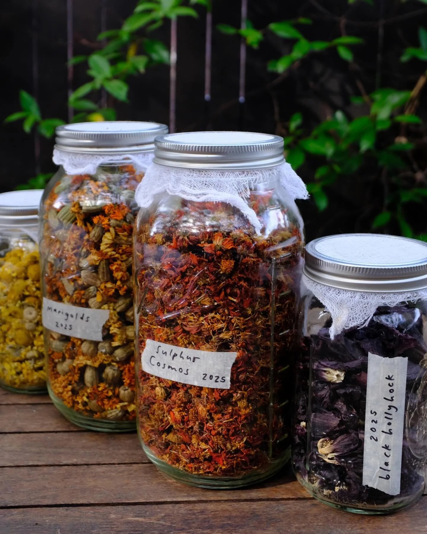 In the first days of 2025, my home burned down in the Eaton Fire, and in the final days of 2025, I finished and submitted my first book proposal. I have no way of summing up this year, except to say that during it I witnessed all variety of things sp