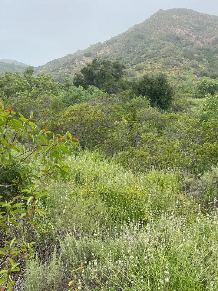 Coastal sage scrub and chaparral appreciation post ✨

I recently had the pleasure of leading a private plant walk for a group of school administrators through our precious local coastal and canyon ecosystems. 

Other than planning our route and spott