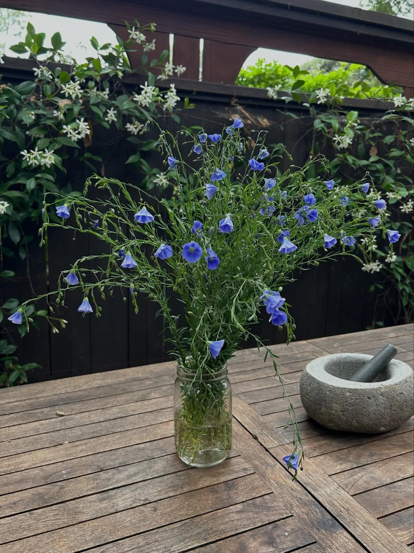 Flax dye ✨ I know flax (Linum usitatissimum) as the plant responsible for durable, time-tested linen textiles, cultivated for at least ten thousand years for both its fiber and edible seeds. (Flax&rsquo;s specific epithet, &ldquo;usitatissimum,&rdquo