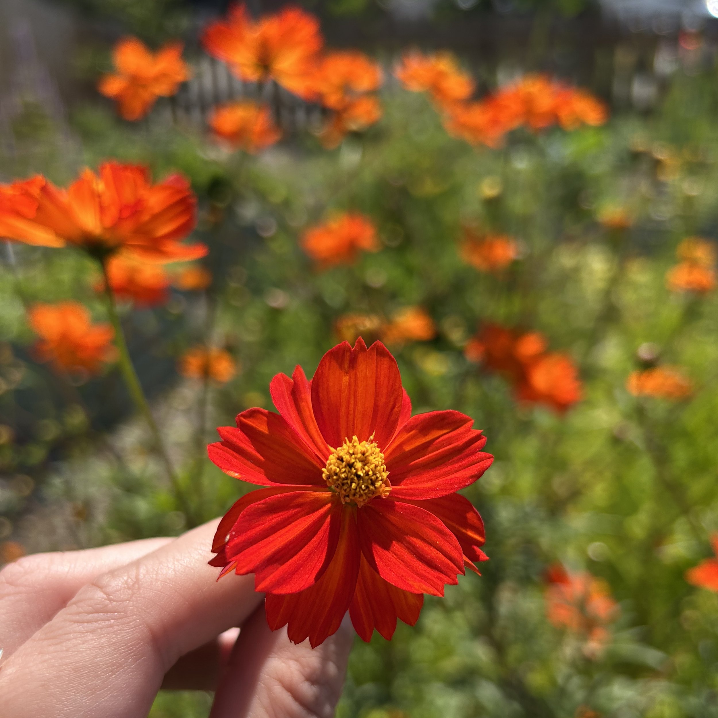 AGardenofColor4.jpg