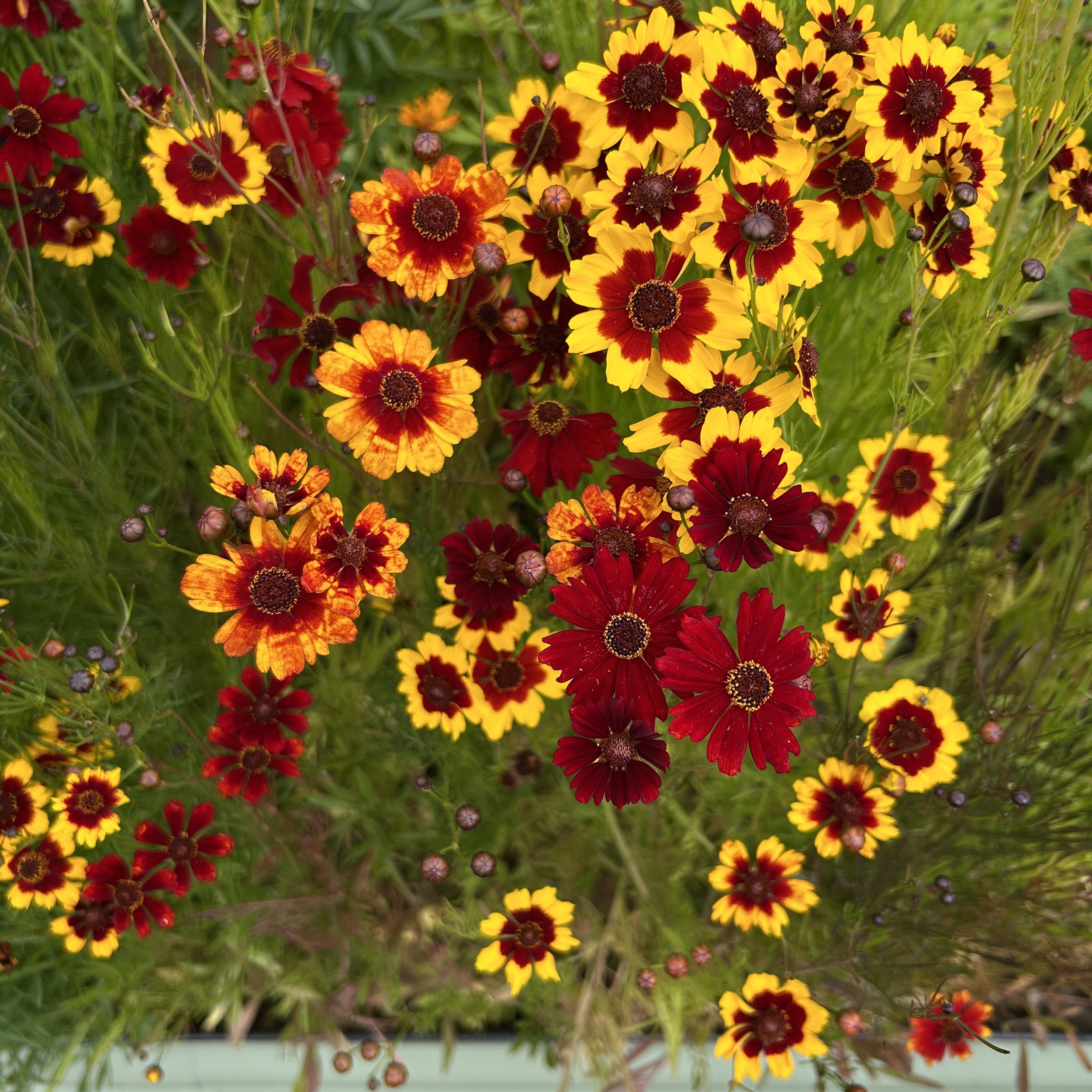 AGardenofColor2.jpg