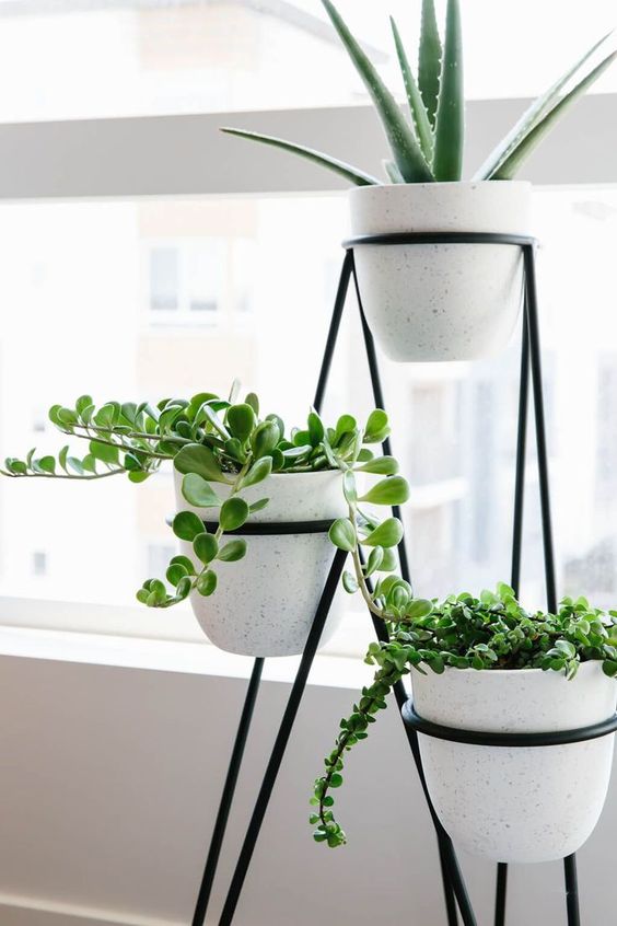 Unique Modern Interior Plants for Small Space