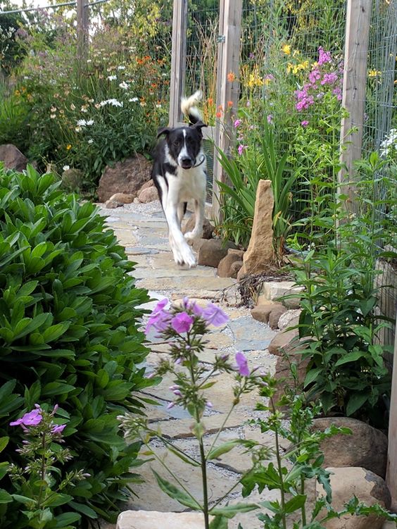 ძაღლებისთვის შესაფერისი მცენარეები ავსტრალიის ბაღისთვის