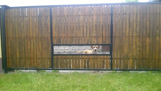 clever dog for windows