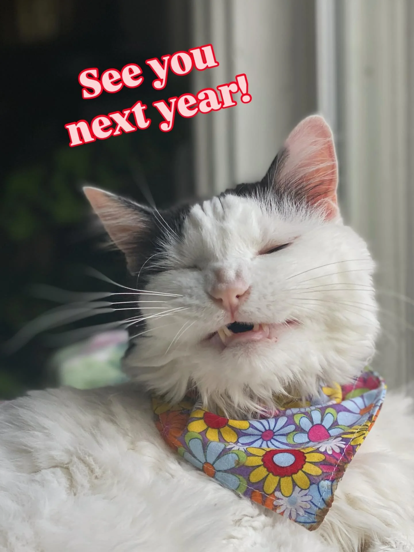 Friends, I&rsquo;m taking a break from socials through the end of the year to develop some creative projects. I won&rsquo;t be checking the app beyond today, but I&rsquo;m just an email away! Happy holidays to you and yours. Catch you in 2026 ✌️💙