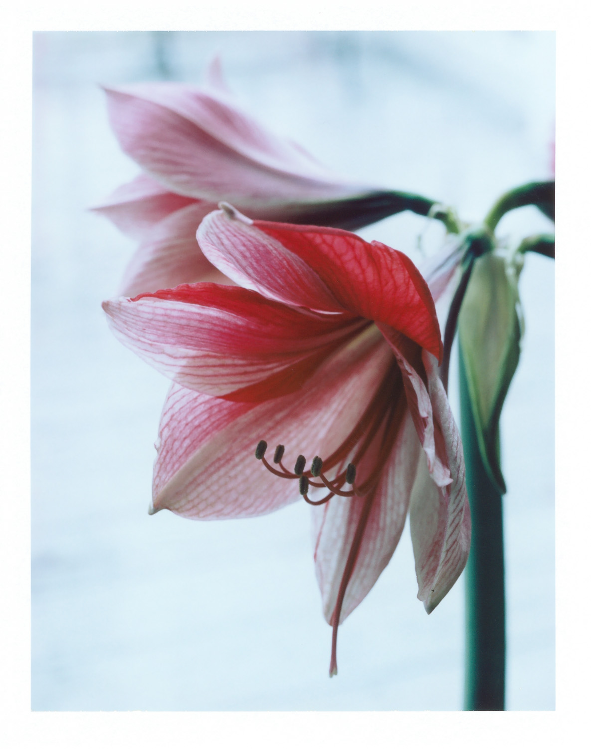 Amaryllis