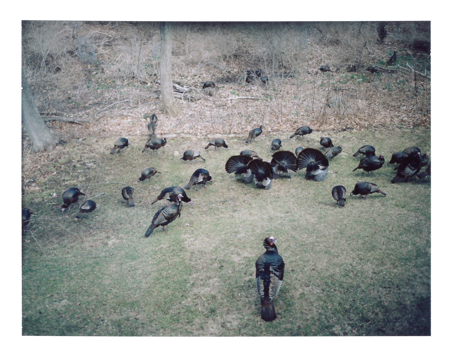 Backyard Turkey Convention