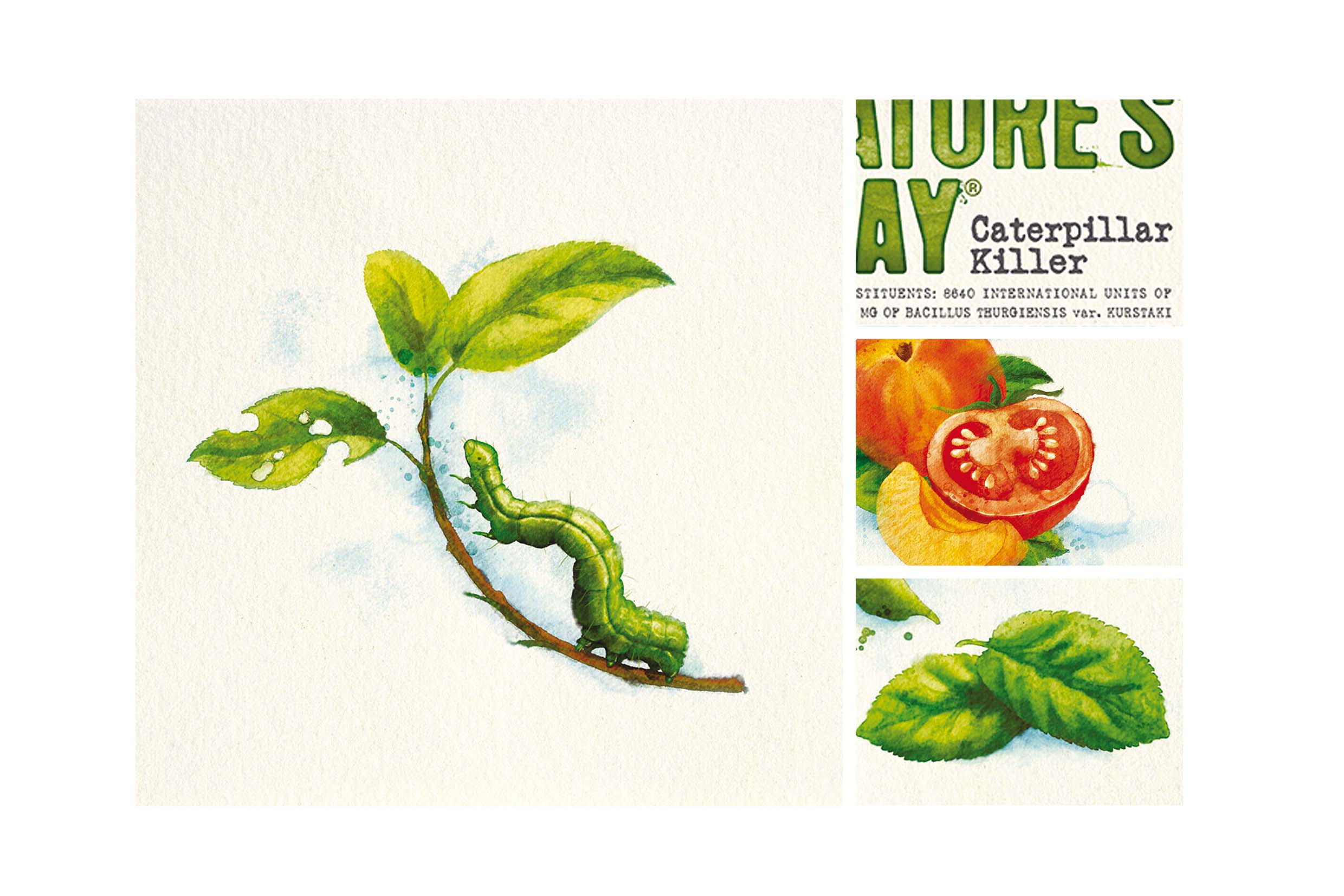 Illustrations by Phill Small