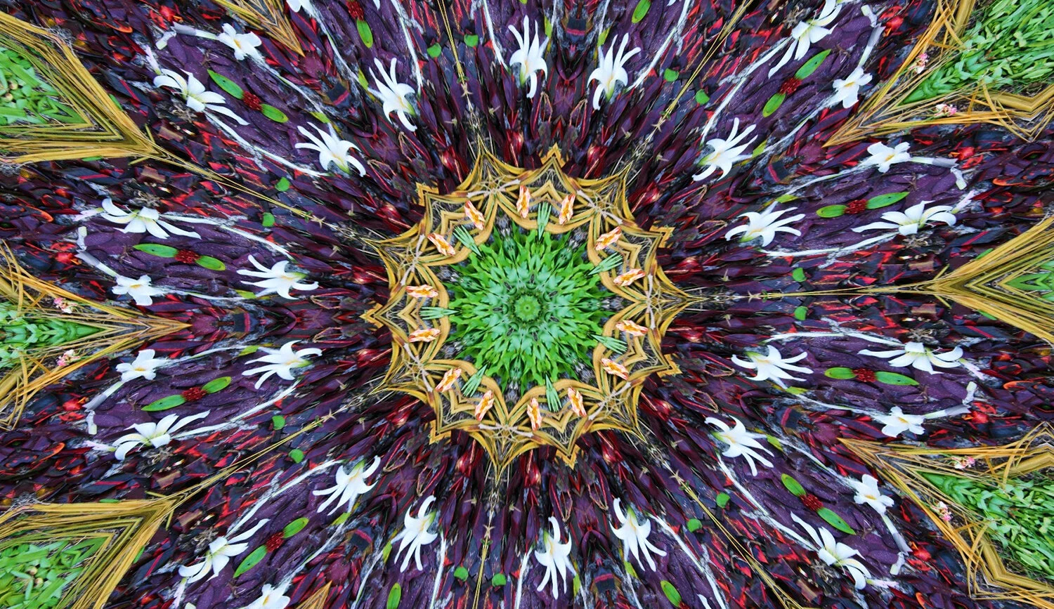 7magicfairyrings.jpg