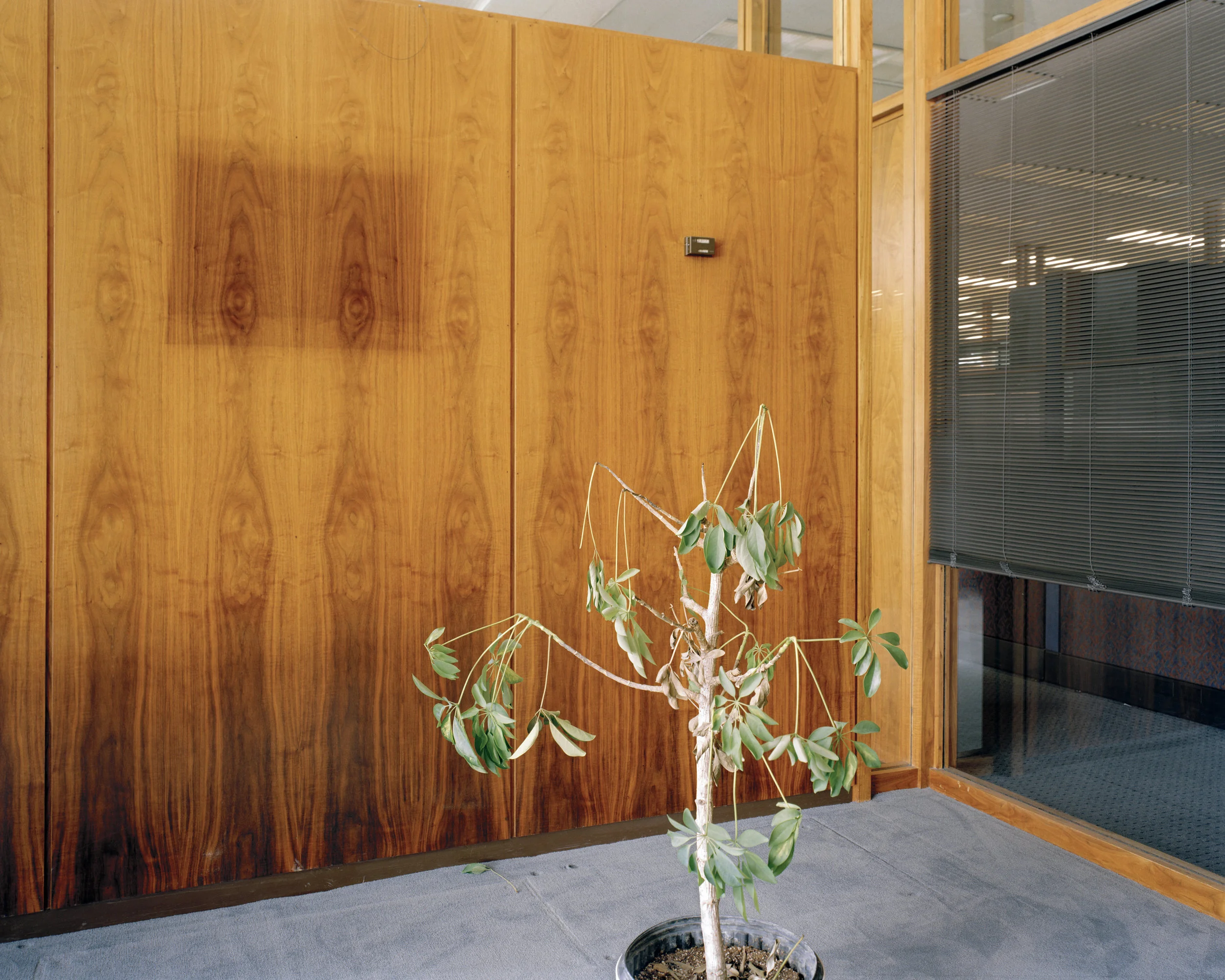 Winnipeg(plant)FINAL.jpg