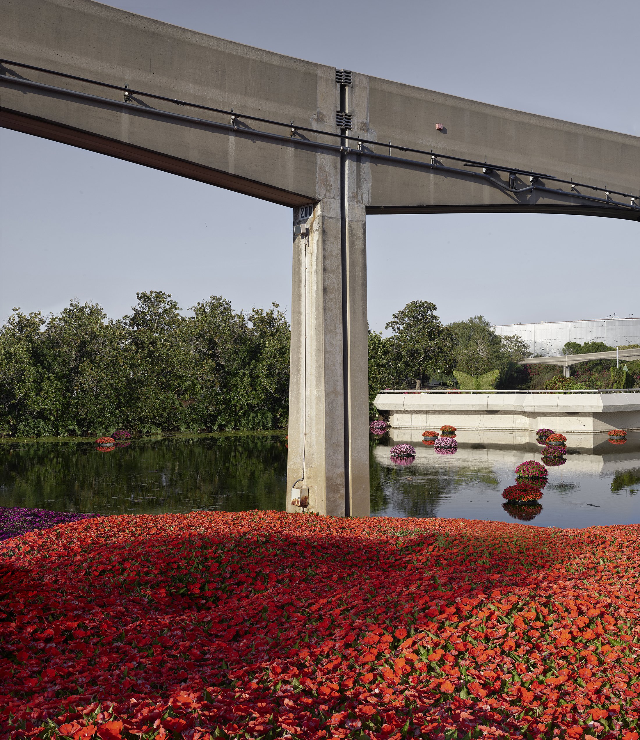 Epcot (poppies).jpg