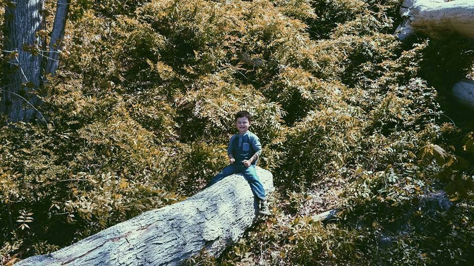 climbing the giant fallen trees