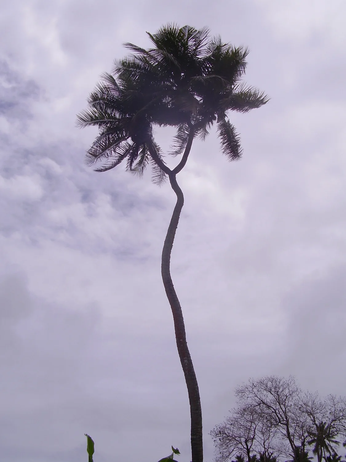 Pic: The allegedly only twin-forked coconut tree in the world!