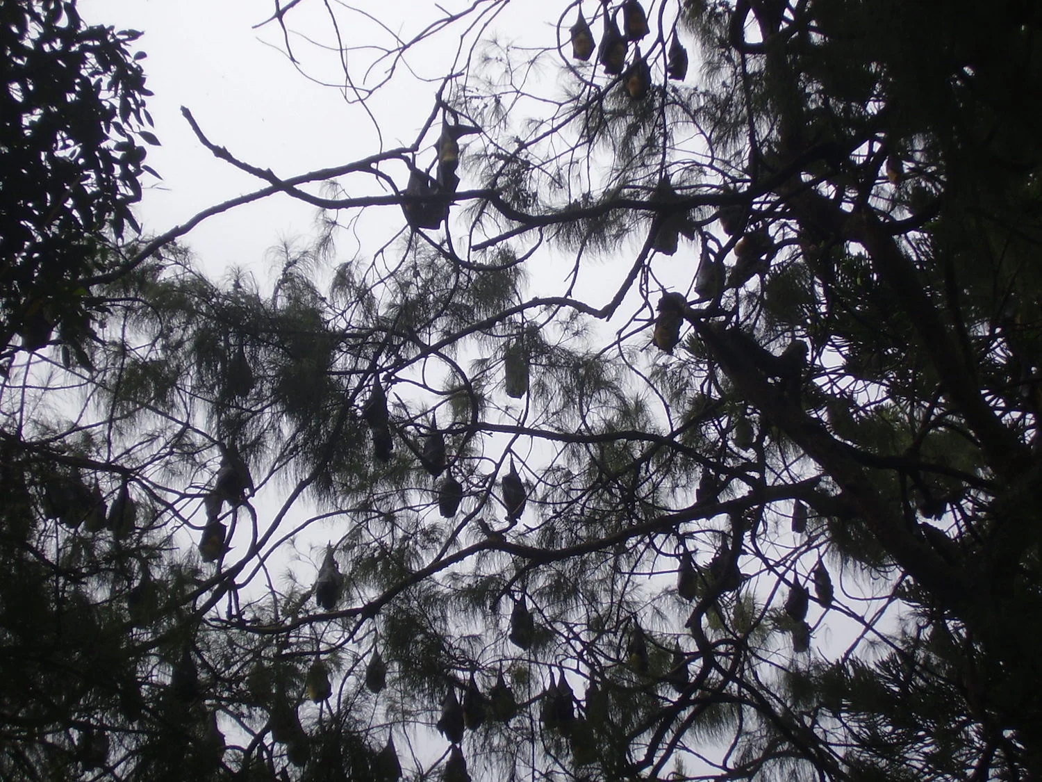 Pic: A cloud of bats on a cloudy day