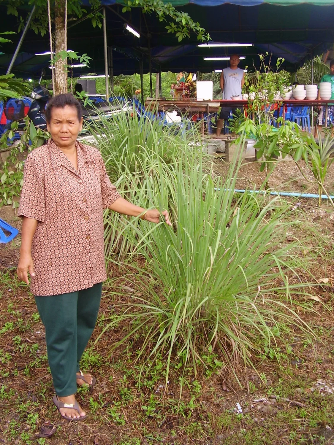 Pic: The foreign guests are introduced to lemongrass, a common ingredient in Thai cooking