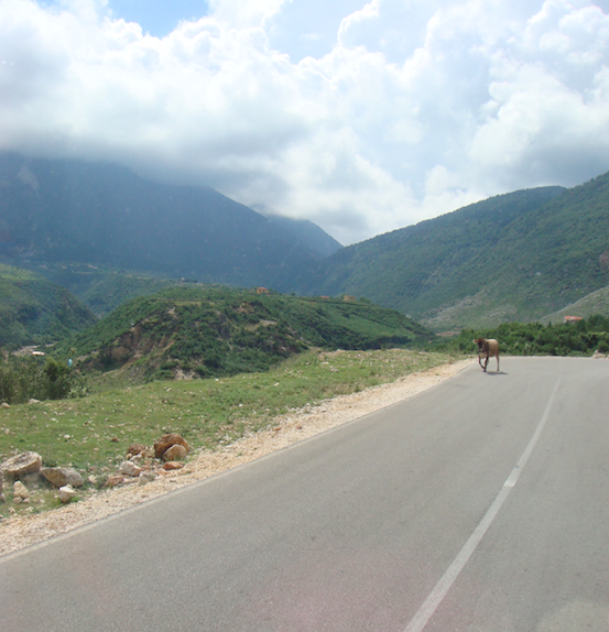 Pic: Albanian hazard - donkey on the road
