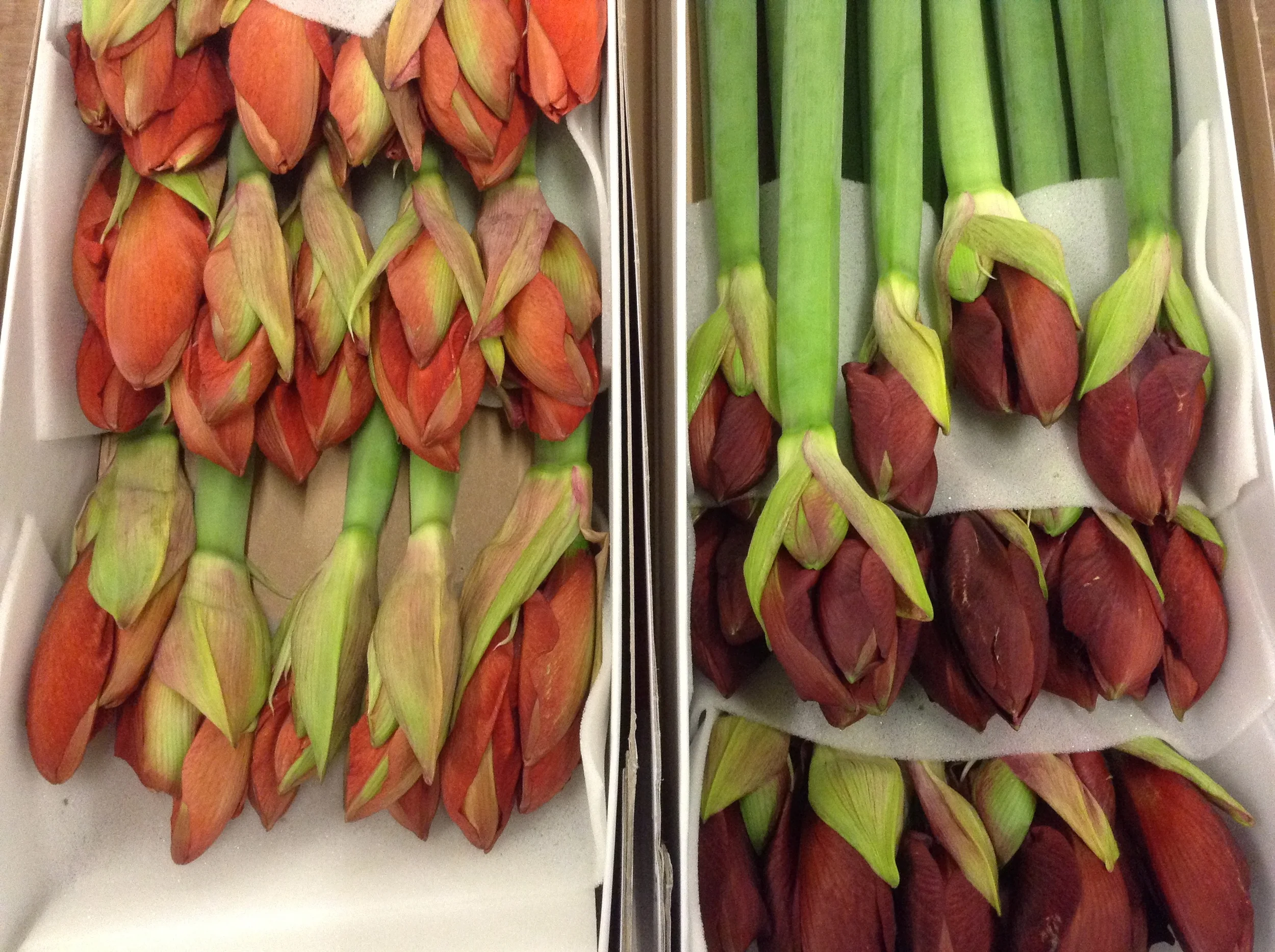 Fabulous Amaryllis make a splash at Christmas