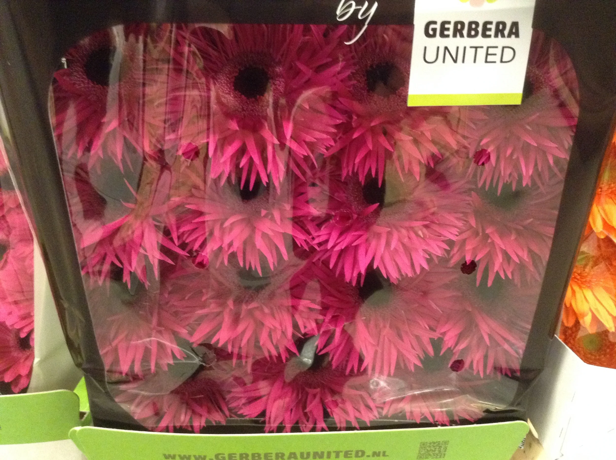 Fluffy gerberas are one of my favourite flowers.