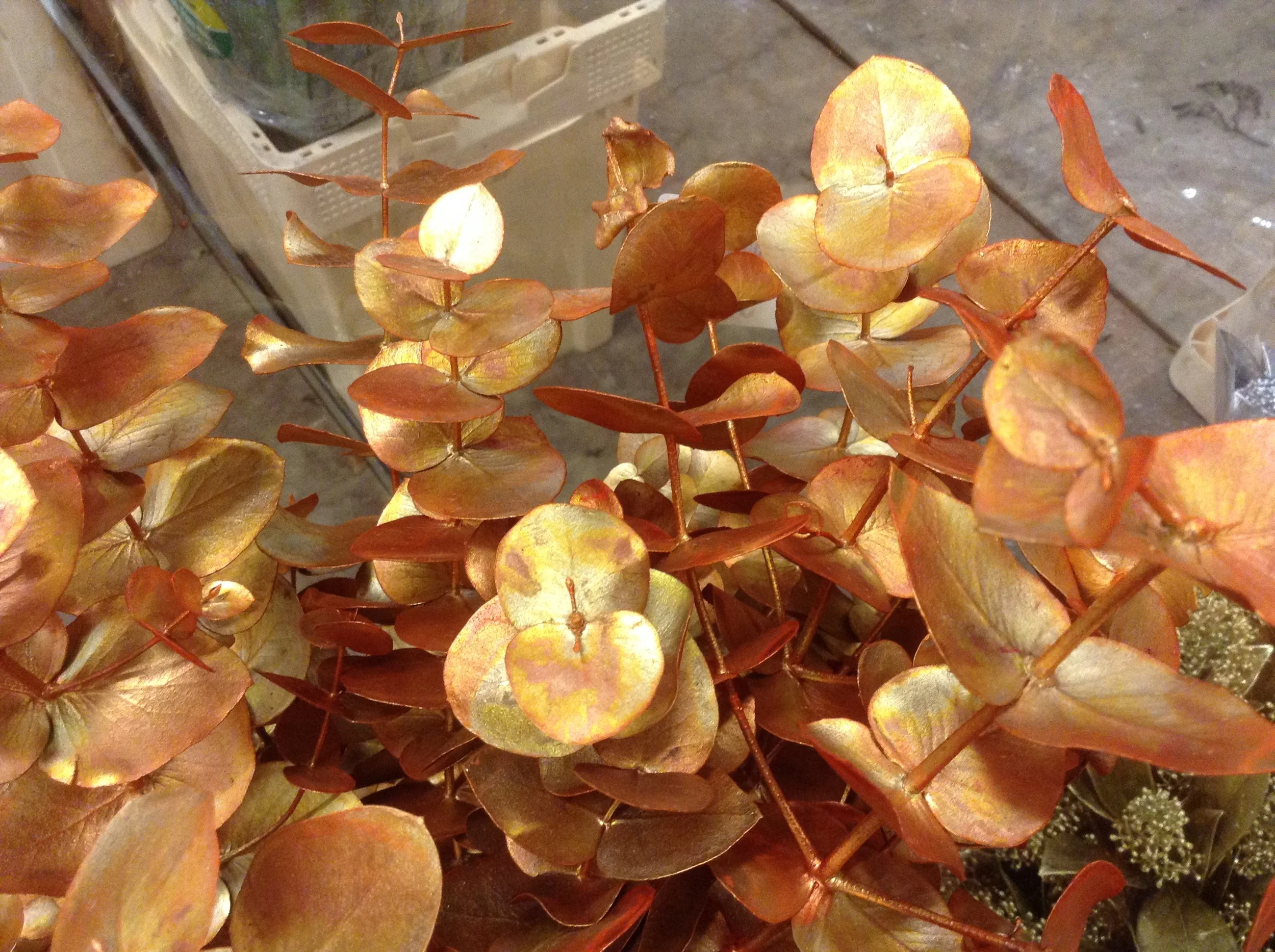 Golden orange eucalyptus foliage.