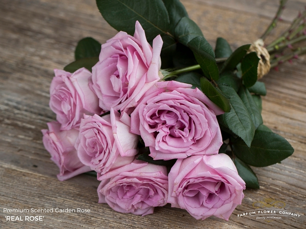 Classic rose coloured and wonderfully scented!