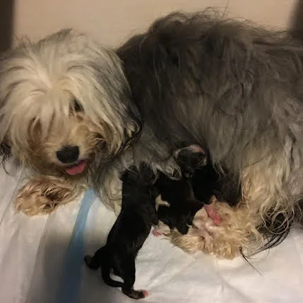 Chamonix with her chocolate litter born June 4, 2016