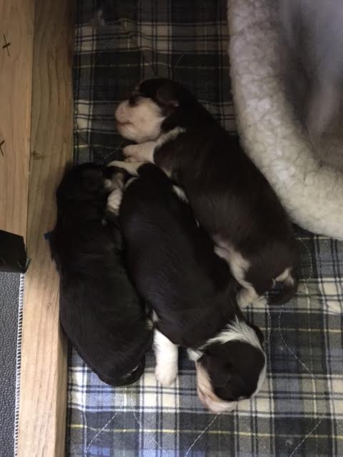 three Amigos