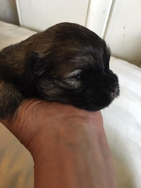 luna2wks2.jpg