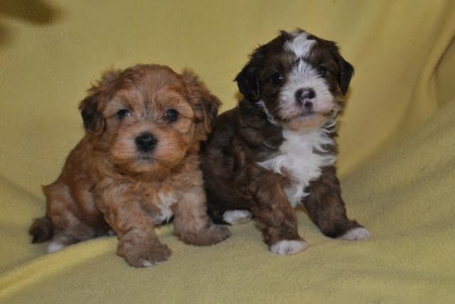 London with his brother