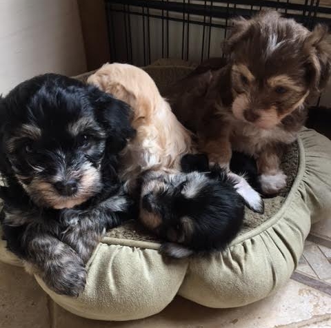5 weeks old