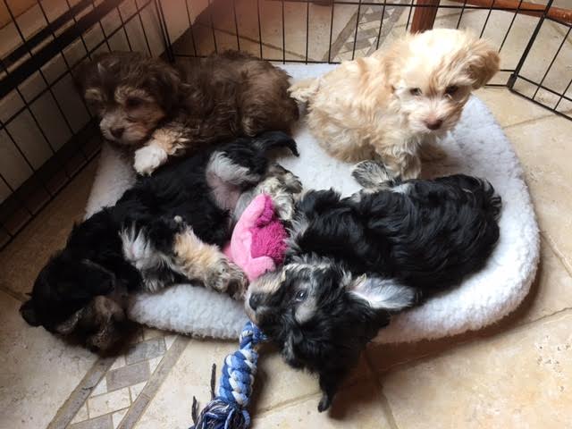 8 weeks old