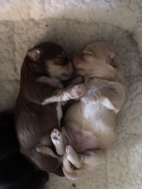 puppy love