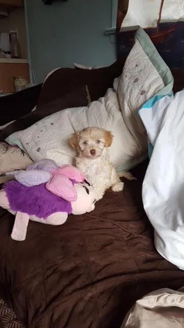 floki in his forever home