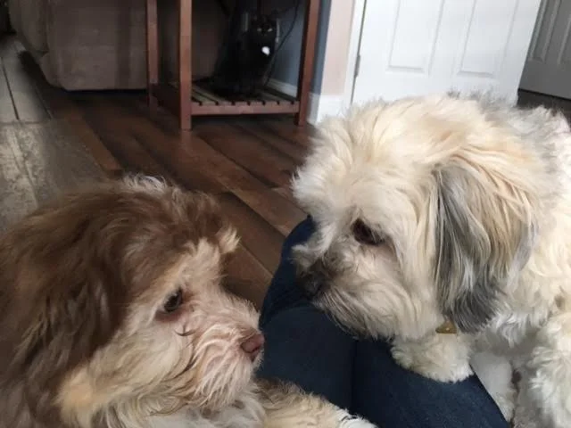 Chip meeting his new sibling Coco