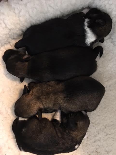 sam, frodo, pippin, merry 10 days old