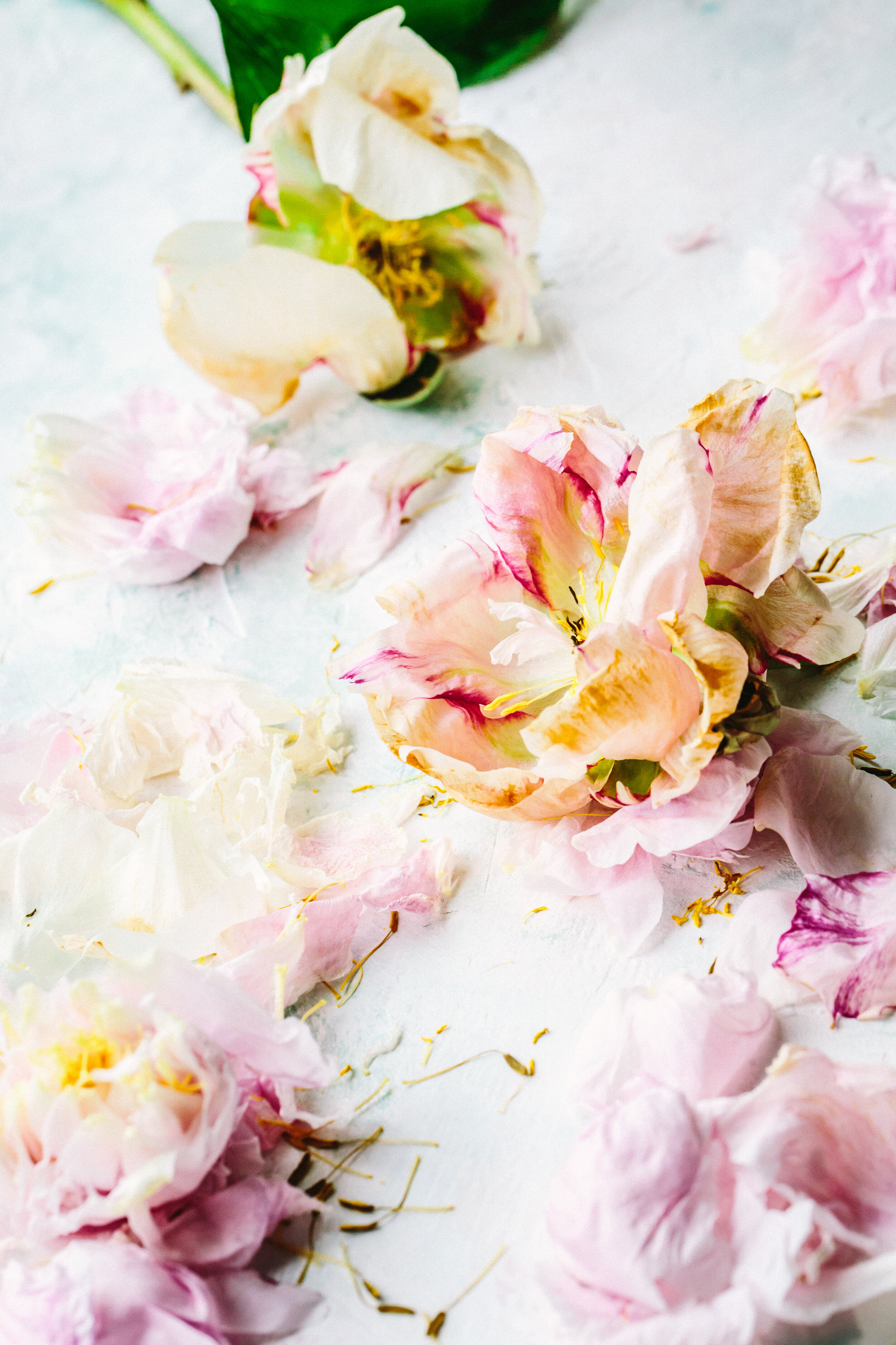 Peonies - deconstructed print