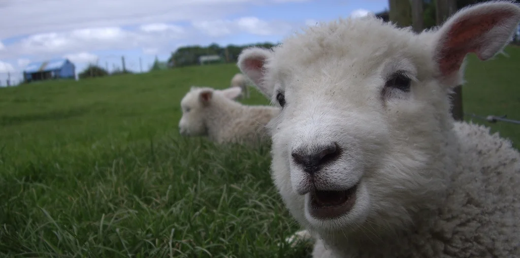 happy lamb.jpg