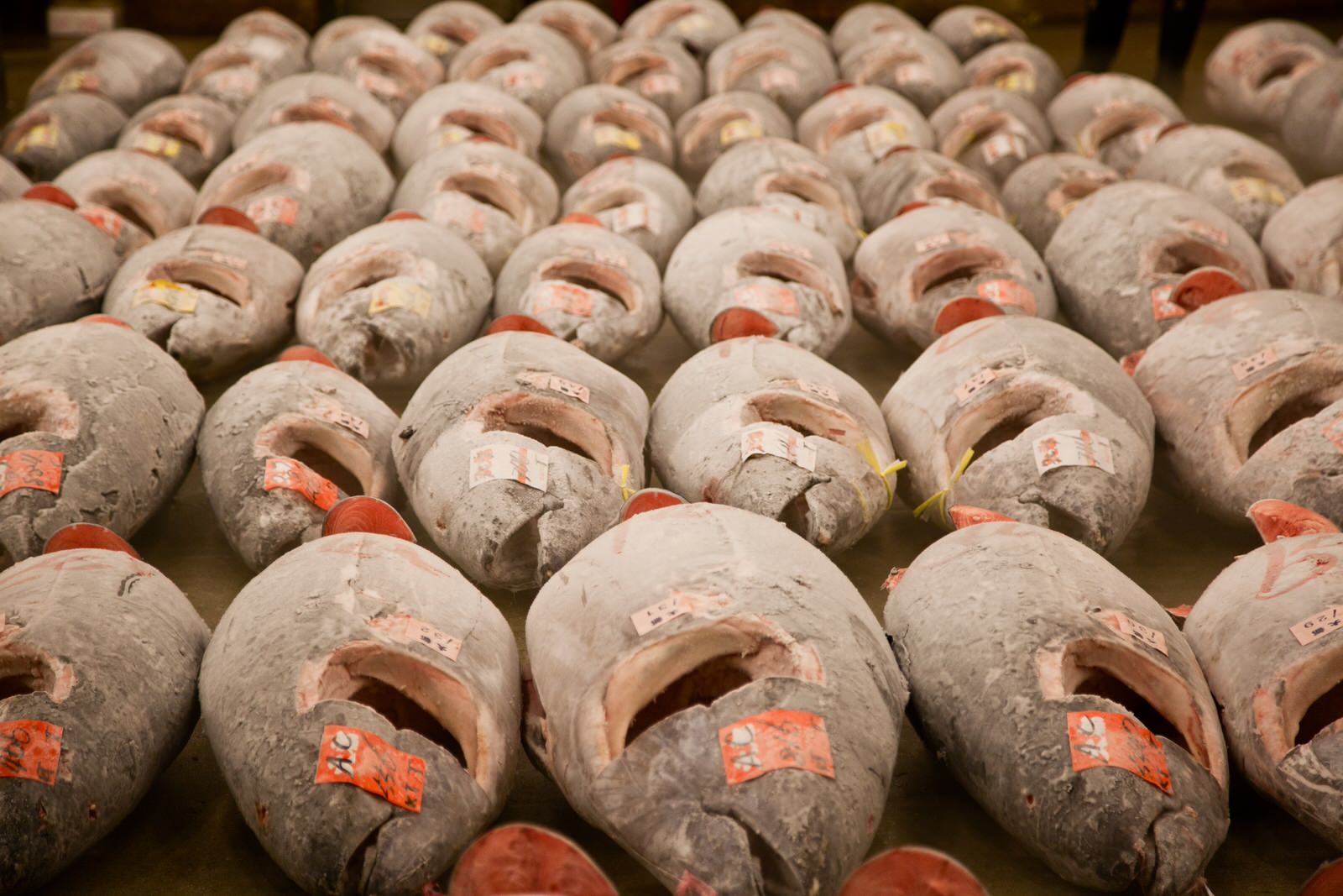 As well as fresh, the market also auctions frozen tuna.