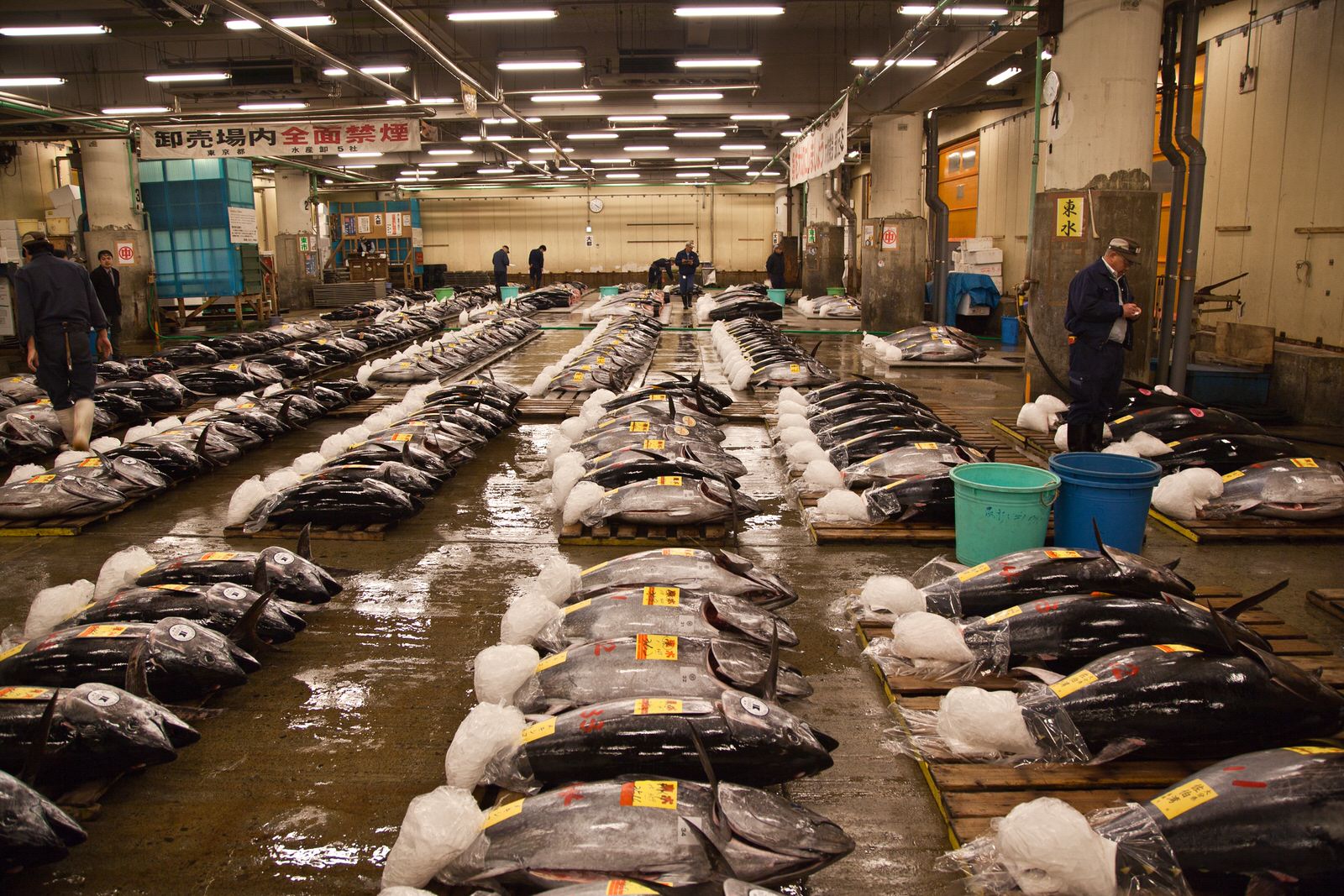  The daily tuna auction is the world's largest. 