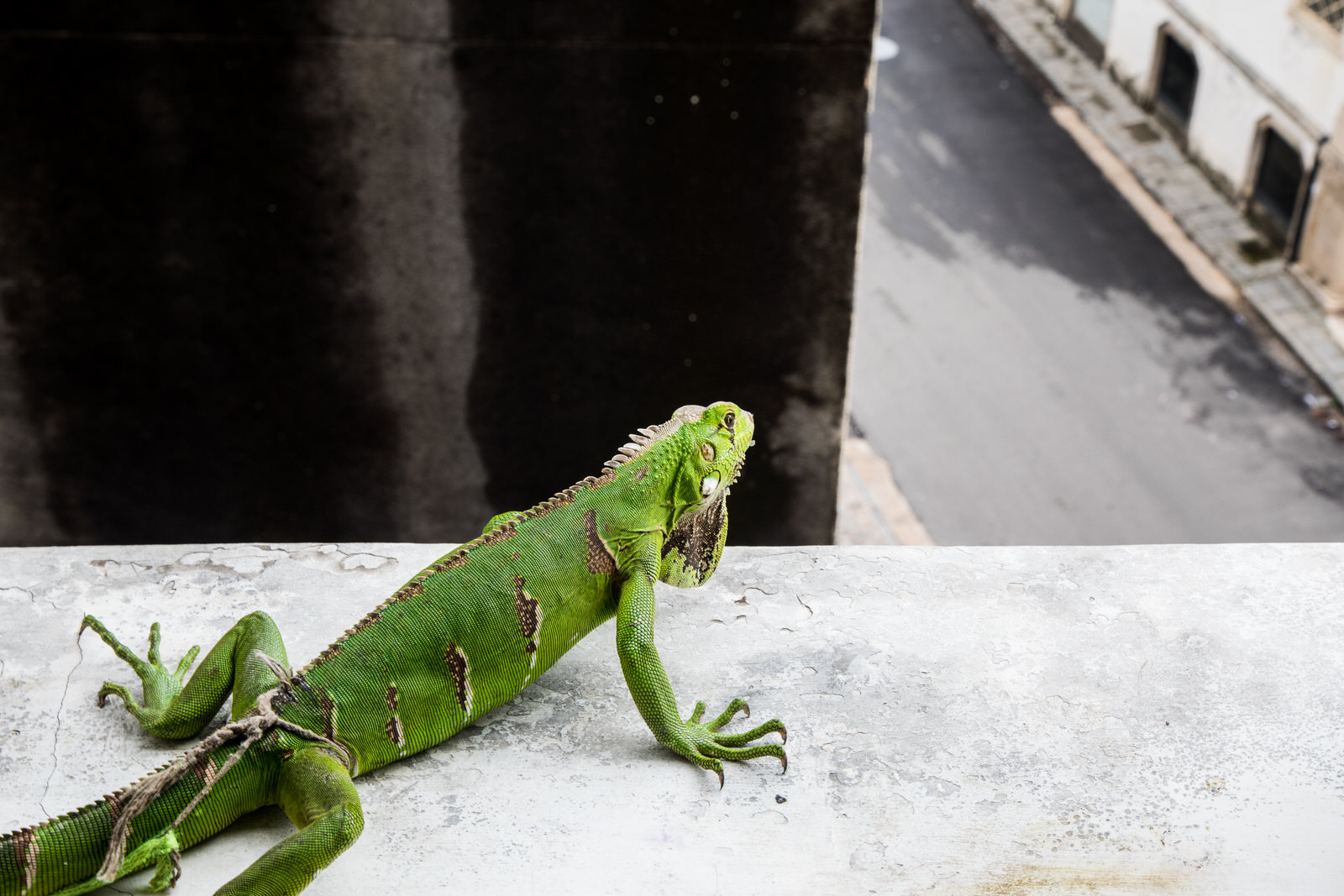  A resident of Ocupação Luísa Mahin looks out onto the streets below. 