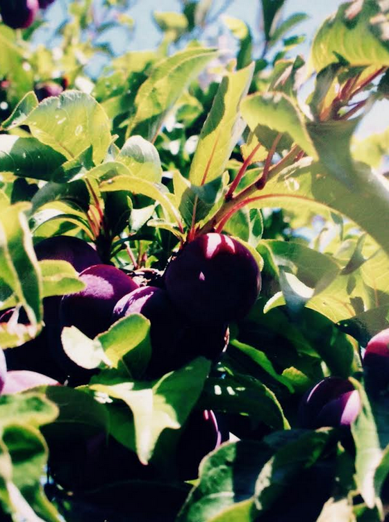 Hello 2017 !! Summer is the time for an abundance of gorgeous stone fruits. Baboushka (my Russian grandmother), had apricot and plum trees in her garden, and this time of year always reminds me of her. All summer long, her small kitchen smelled fragrant and sweet with these fruits. Undertones of vanilla added to the enticing aromas of this kitchen. Try and find some trees where you can fill your own containers with spray free fruit - small growers are often happy to do this. For the following recipes, try to use good quality plums when at their ripest. The thickness and consistency of this jam, always varies with the ripeness of the fruit. The varying stages of ripeness, have differing pectin levels. All fruit contains its own natural pectin. Adding lemon juice to jam, causes the fruit to release its own pectin. If jam is not setting, add a little more lemon juice, and boil for an extra few minutes. Making jam, like any relationship, is based on the solid, scientific principles of chemistry. The chemistry needs to be just right - moderate amount of initial, gradual heat, followed by boiling, and then the setting. And finally - the cooling down. If any one of these elements overpowers the other, the end result will be less than satisfactory. So give this a try... Plum Jam 2 kgs ripe plums, halved & stones removed 1 kg white sugar Juice of 1 - 2 lemons 1 cup water Bring all ingredients gently to the boil, stirring frequently so there is no sticking. Bring to setting point and pour into sterilised jars, and seal. *Testing for setting point - place a few saucers in to the freezer. Place a small amount of jam onto the cold plate. If jam "wrinkles" on the surface, it is ready to pour into jars. If not, add a little more lemon juice, boil for about 5 more minutes, and test again. And another plum favourite - "Kissel" Kissel is a Russian style, summer fruit jelly that can be made with plums, apricots or apples. I remember many summer evenings, sitting on Baboushka's back porch, eating this delectable treat. It was served chilled, with a splash of cold milk on top. Halve plums and remove the stones. Place into a saucepan, add a squeeze of lemon juice and barely cover with water. Poach until soft. For each cup of plums, mix 1 tsp of cornflour with 2 tsp of cold water. Add sugar to taste and briefly bring to the boil. Chill thoroughly before serving. Enjoy !
